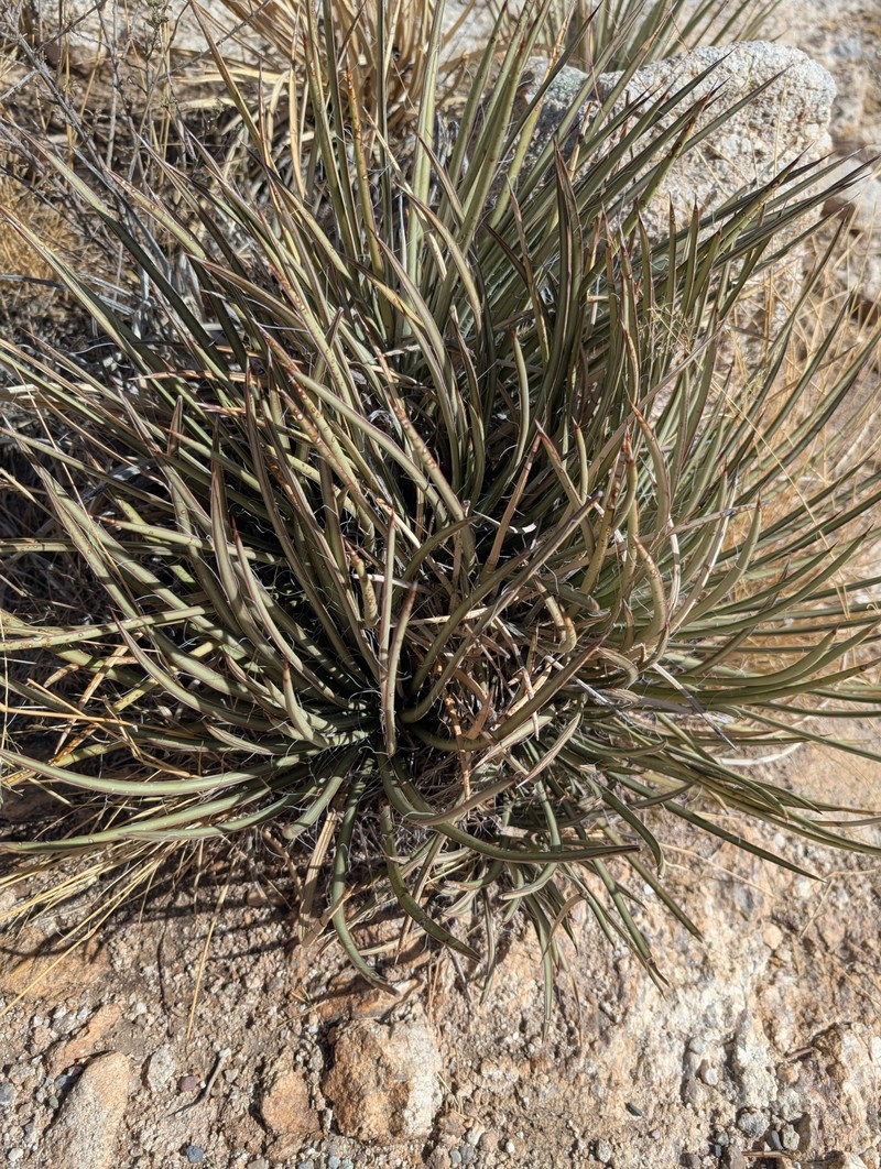 Agave schottii var. schottii photo 3