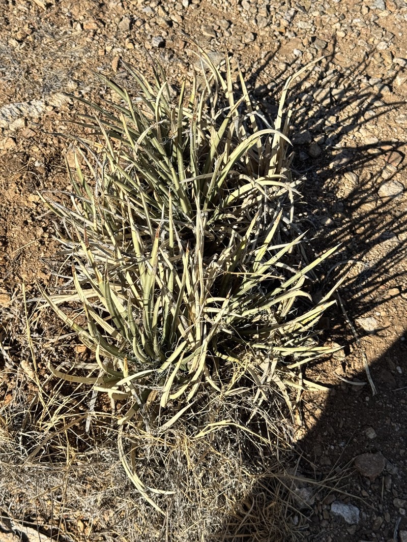 Agave schottii var. schottii photo 4