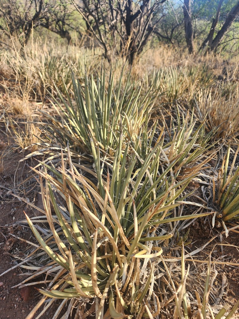 Agave schottii var. schottii photo 6