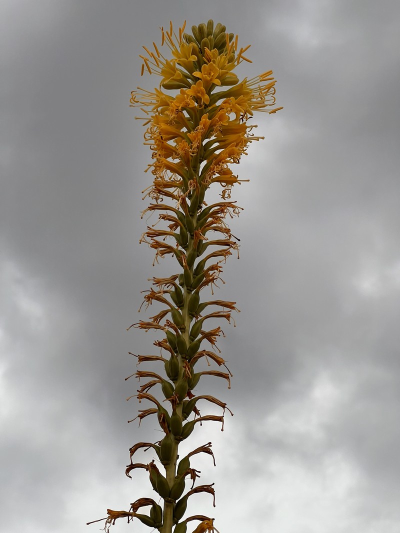 Agave schottii var. schottii photo 7