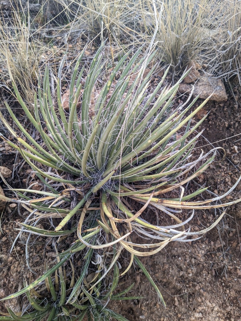 Agave schottii var. schottii photo 8