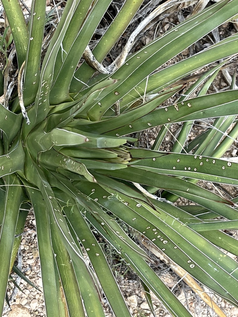 Agave schottii var. treleasei