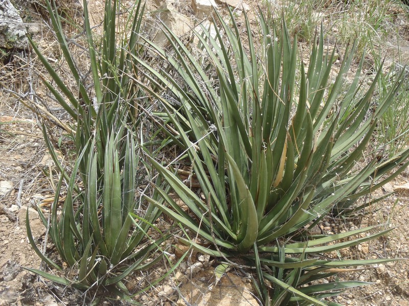 Agave schottii var. treleasei photo 2