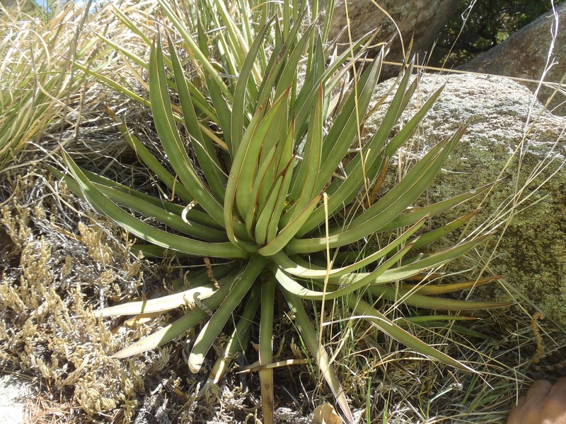 Agave schottii var. treleasei photo 3