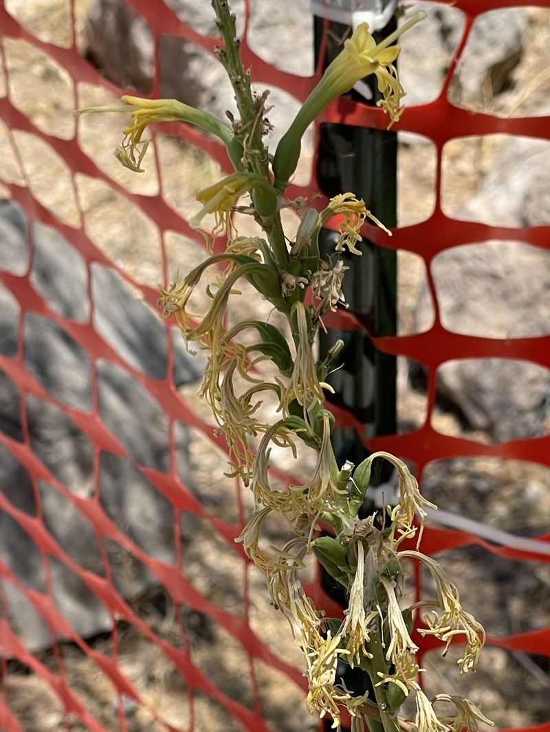 Agave schottii var. treleasei photo 4