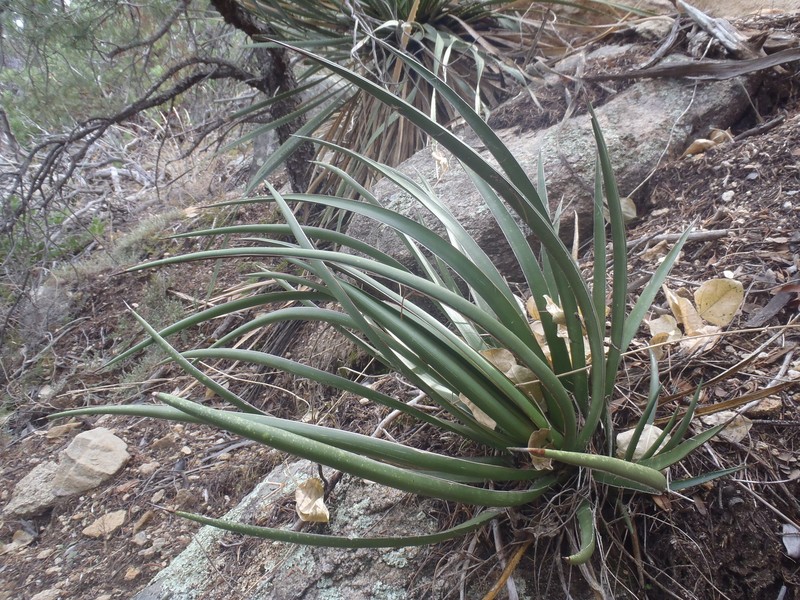 Agave schottii var. treleasei photo 5
