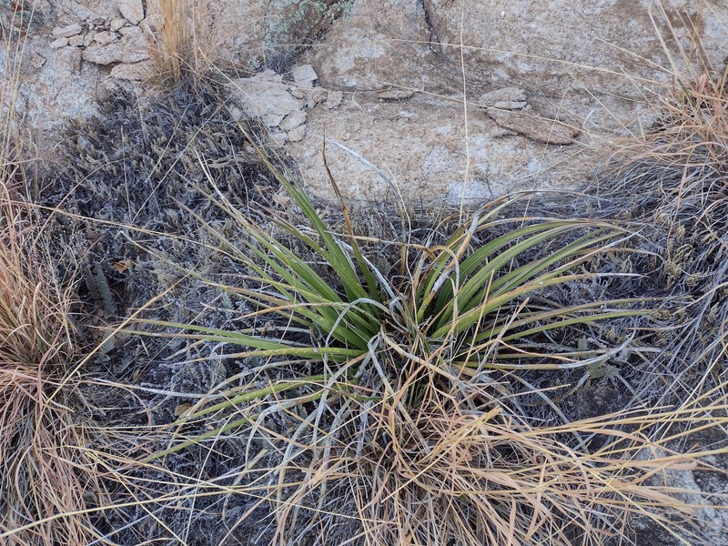 Agave schottii var. treleasei photo 6