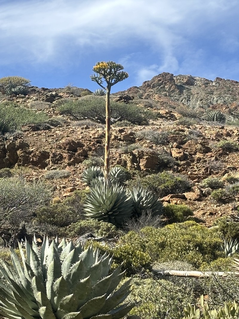 Agave sebastiana
