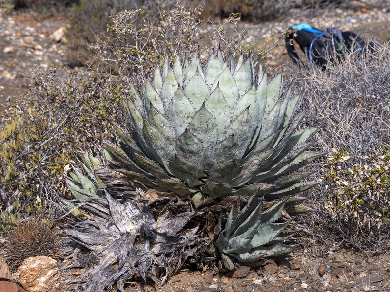 Agave sebastiana photo 2