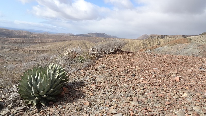 Agave sebastiana photo 3