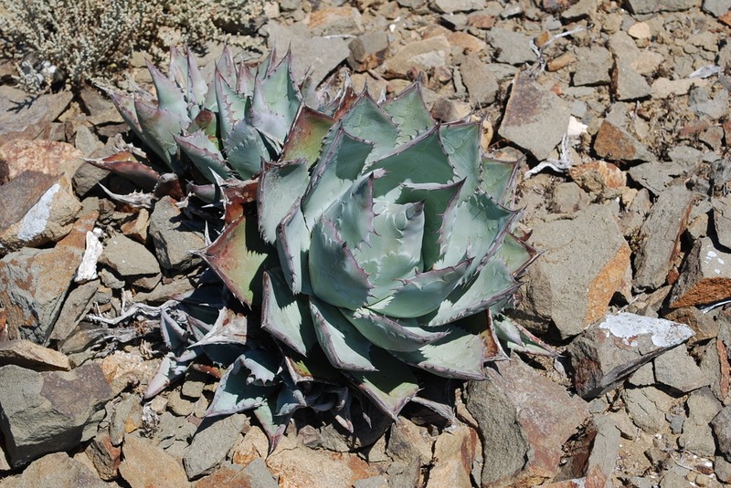 Agave sebastiana photo 4