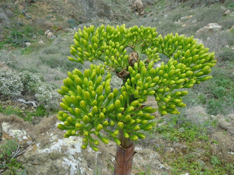 Agave sebastiana photo 5