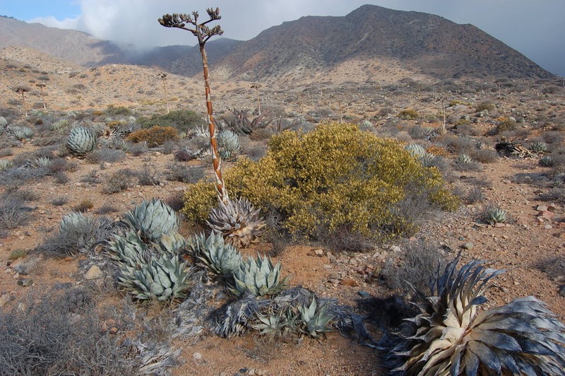 Agave sebastiana photo 7