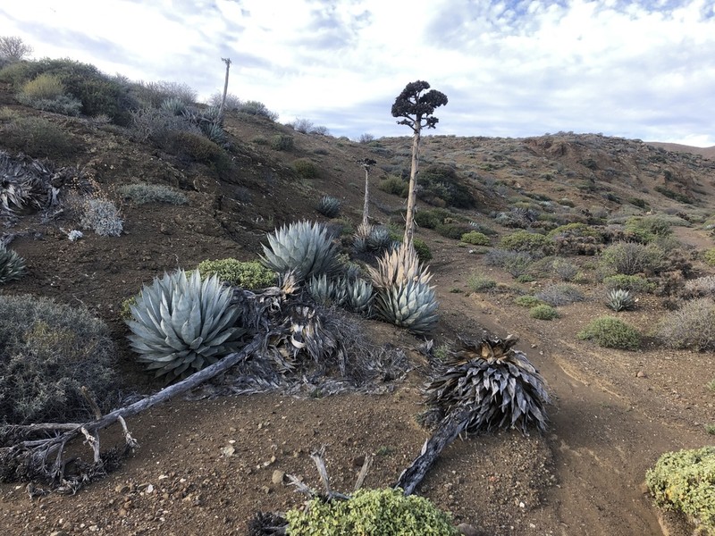 Agave sebastiana photo 8