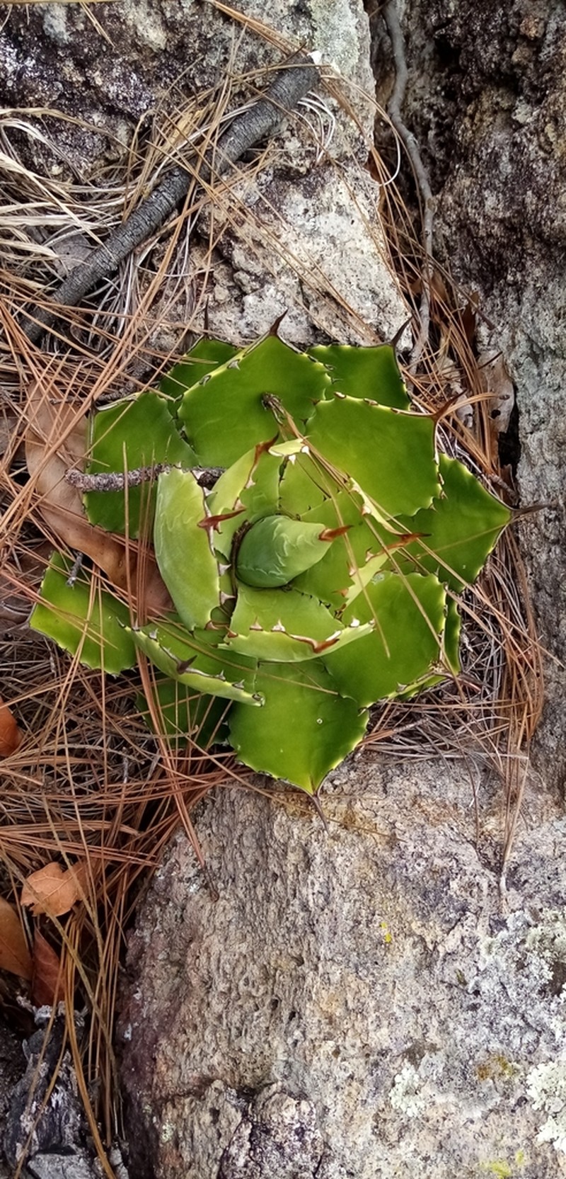 Agave seemanniana