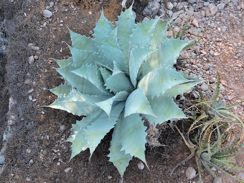 Agave seemanniana photo 2