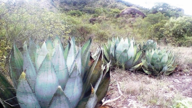 Agave seemanniana photo 3