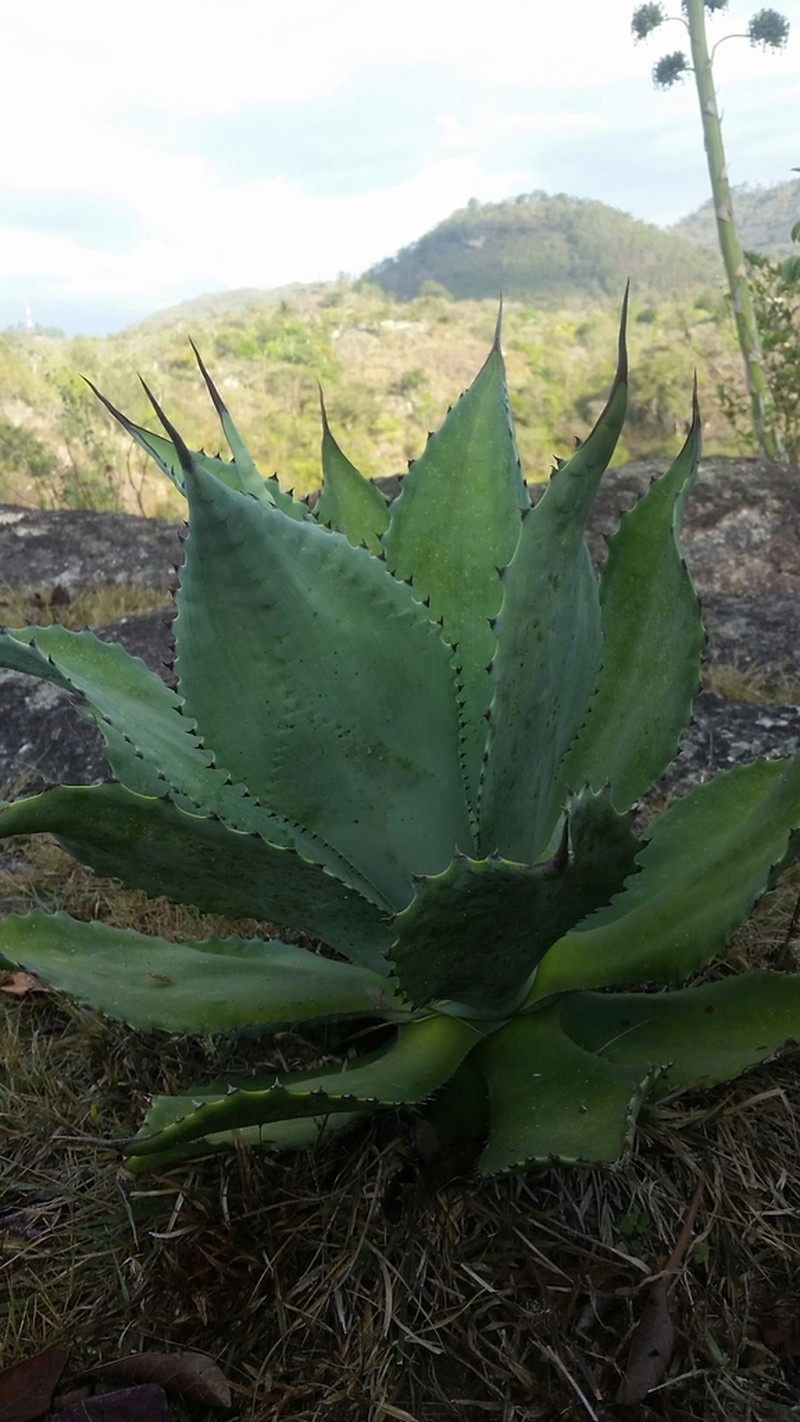 Agave seemanniana photo 4