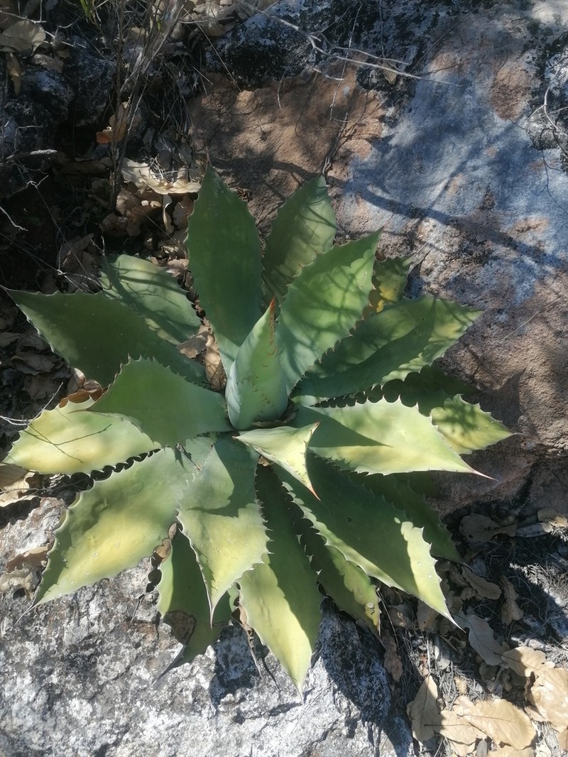 Agave seemanniana photo 5