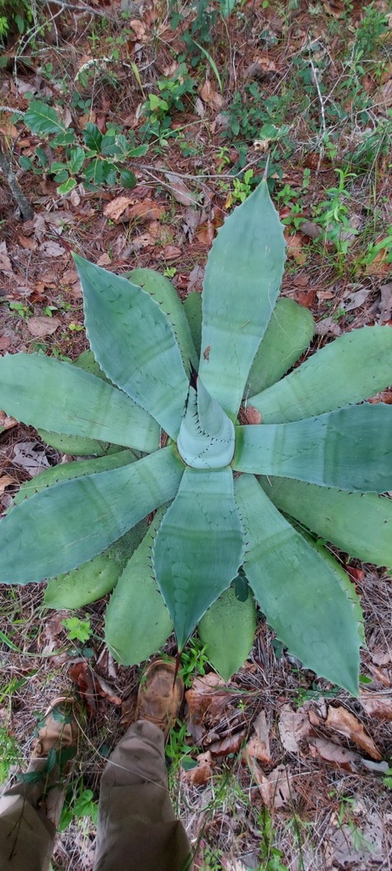 Agave seemanniana photo 6