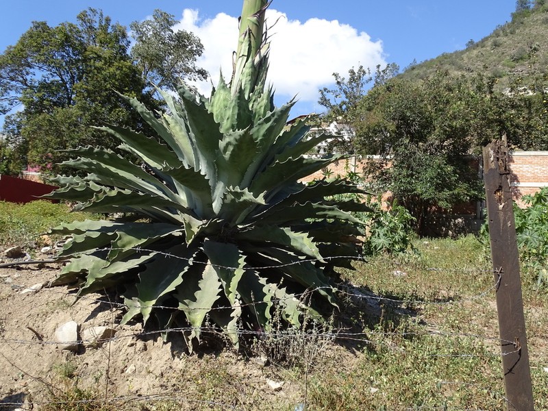 Agave seemanniana photo 7