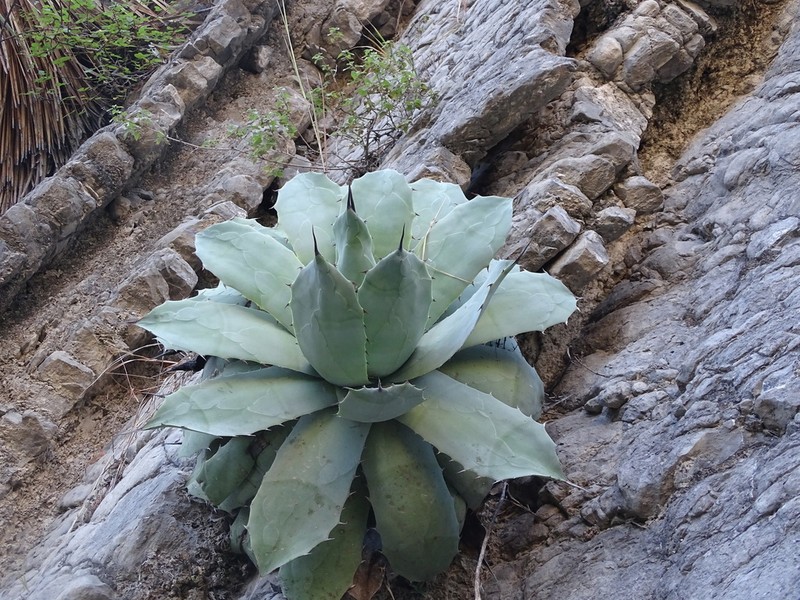 Agave seemanniana photo 8