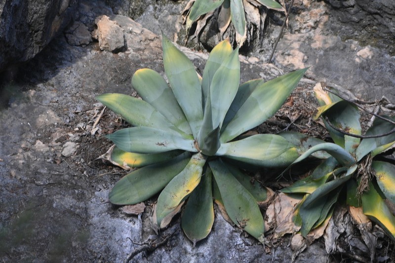 Agave servandoana photo 2
