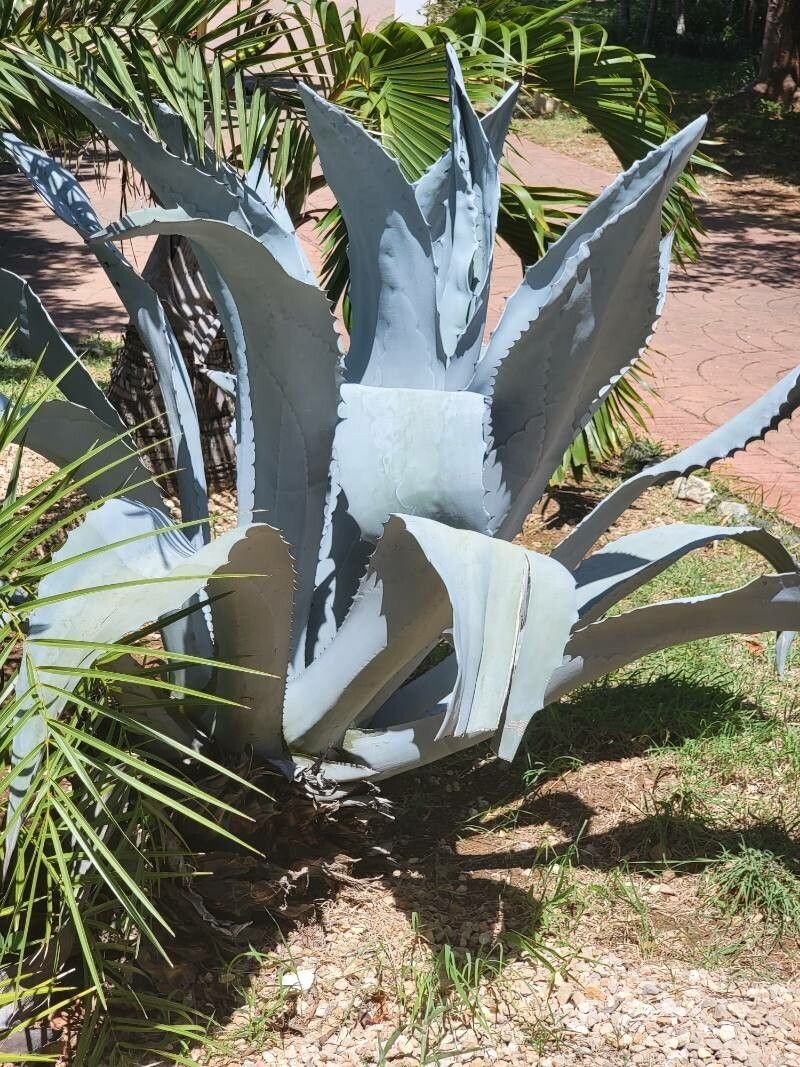 Agave shaferi