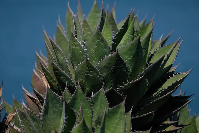 Coastal Agave photo 2