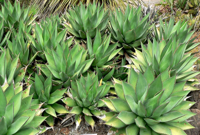 Coastal Agave photo 3