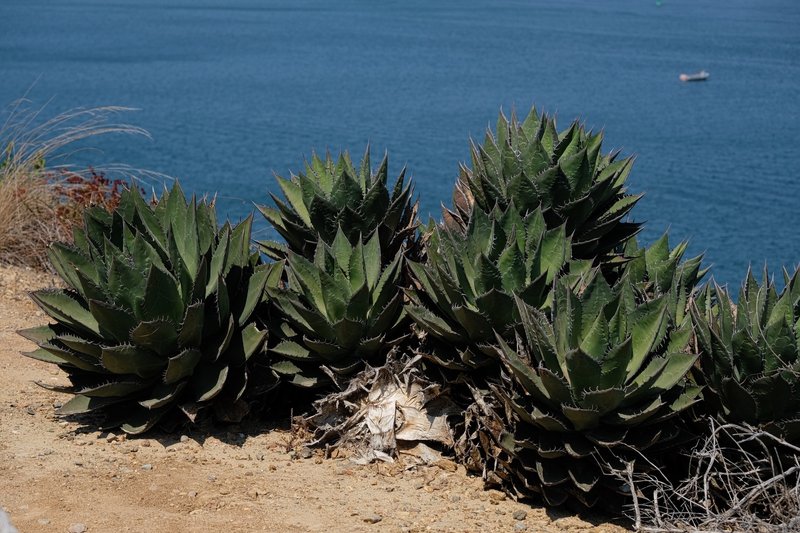 Coastal Agave photo 4