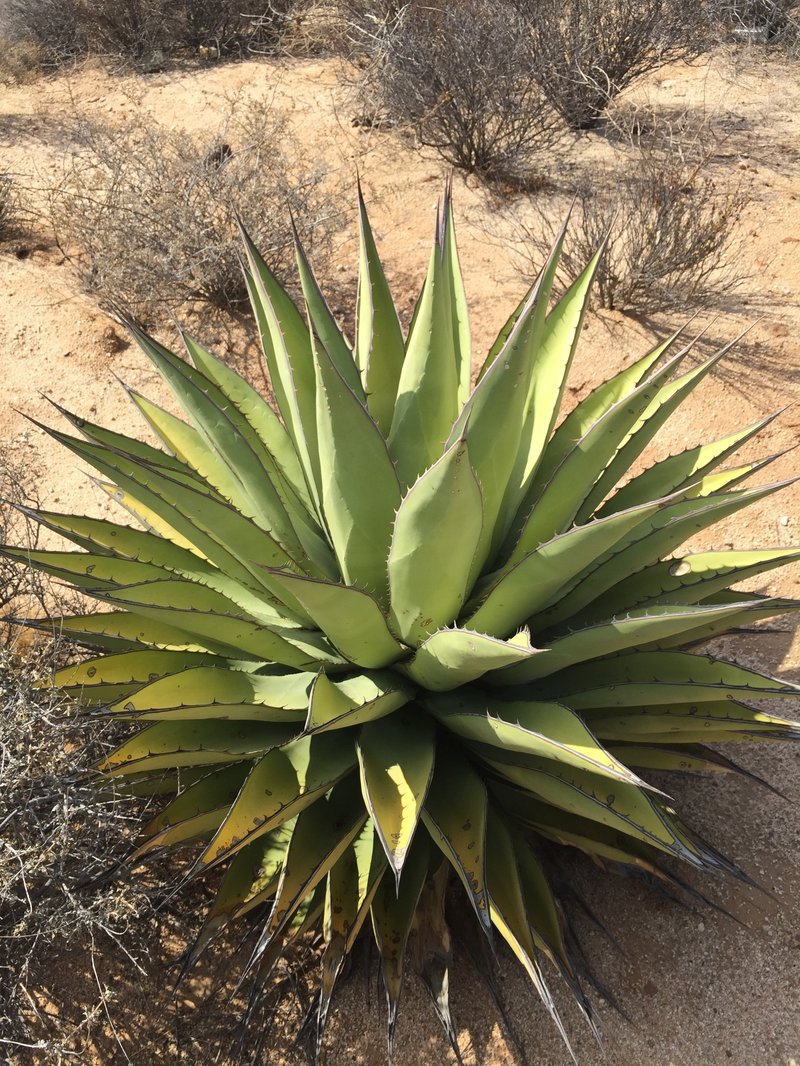 Coastal Agave photo 5