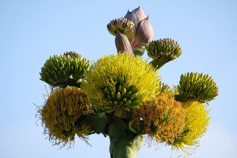 Coastal Agave photo 6