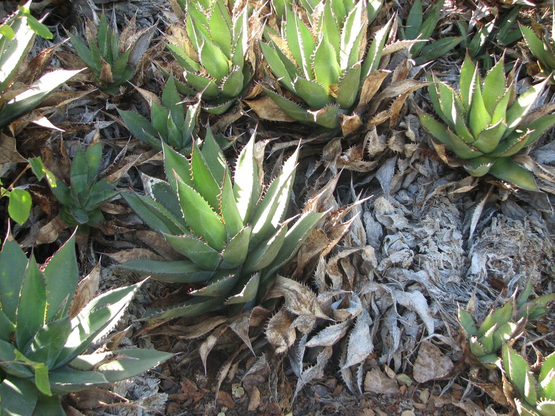 Coastal Agave photo 7
