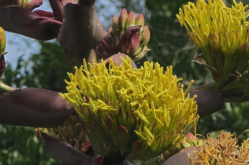 Coastal Agave photo 8