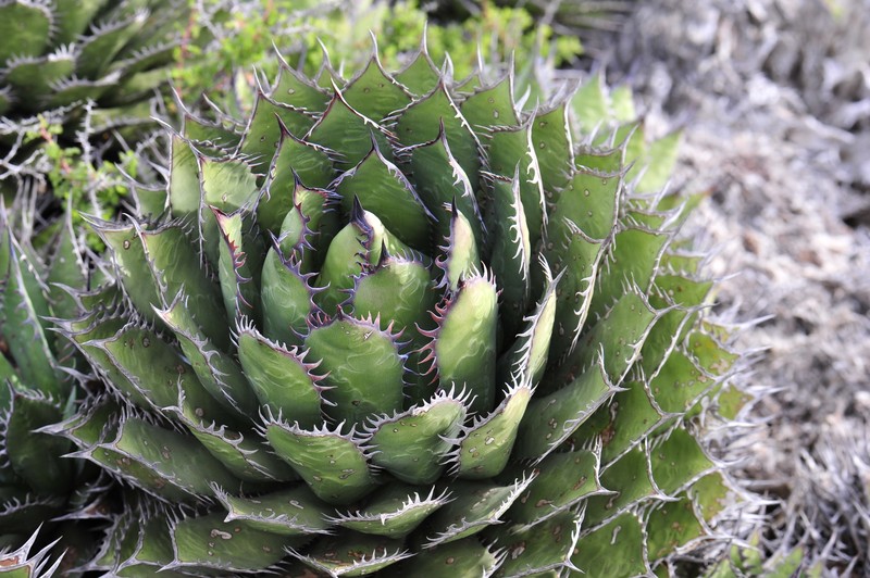 Coastal Agave