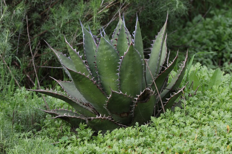 Agave shawii subsp. shawii
