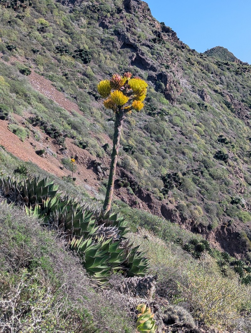 Agave shawii subsp. shawii photo 2