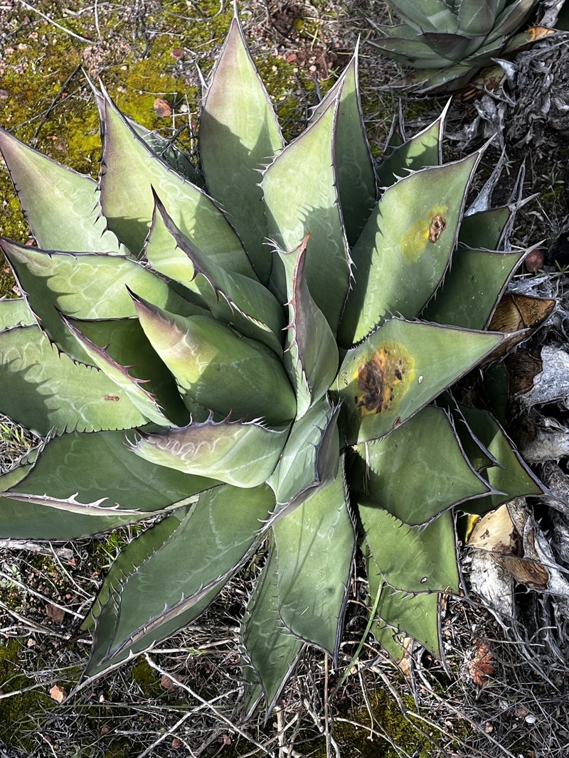 Agave shawii subsp. shawii photo 3