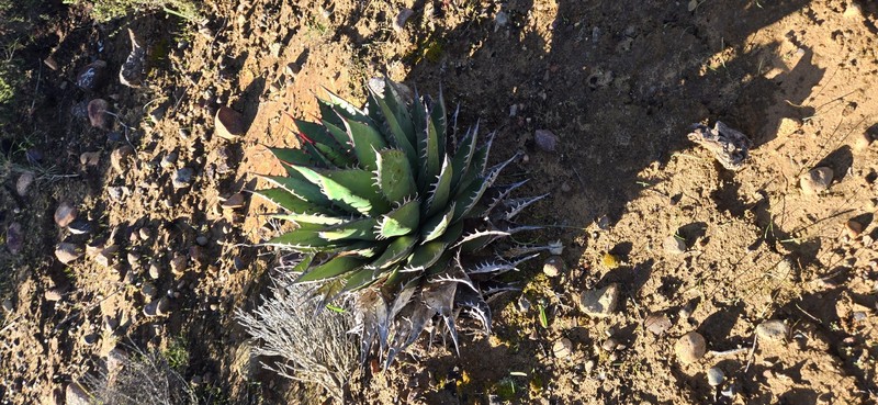 Agave shawii subsp. shawii photo 4