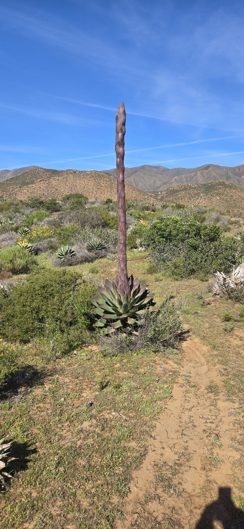 Agave shawii subsp. shawii photo 5