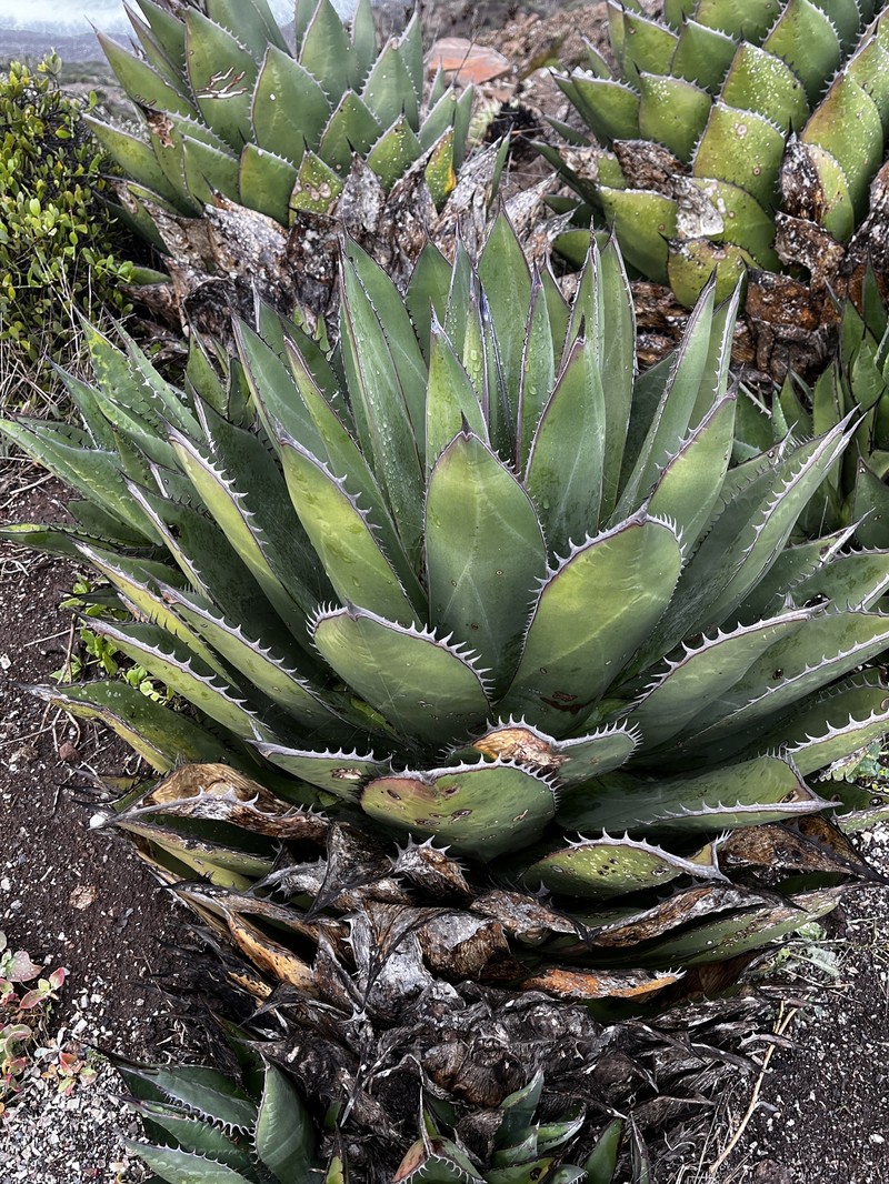 Agave shawii subsp. shawii photo 6
