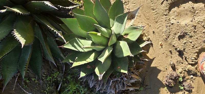 Agave shawii subsp. shawii photo 7