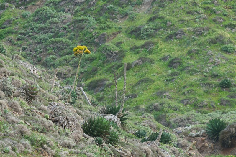 Agave shawii subsp. shawii photo 8