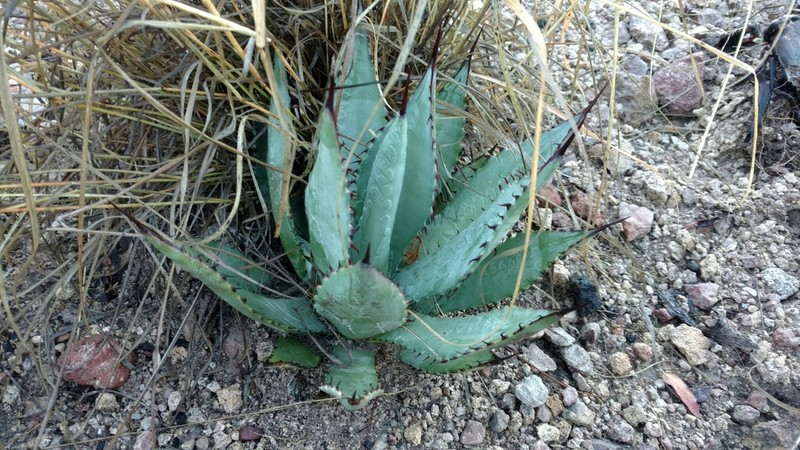 Agave shrevei photo 2