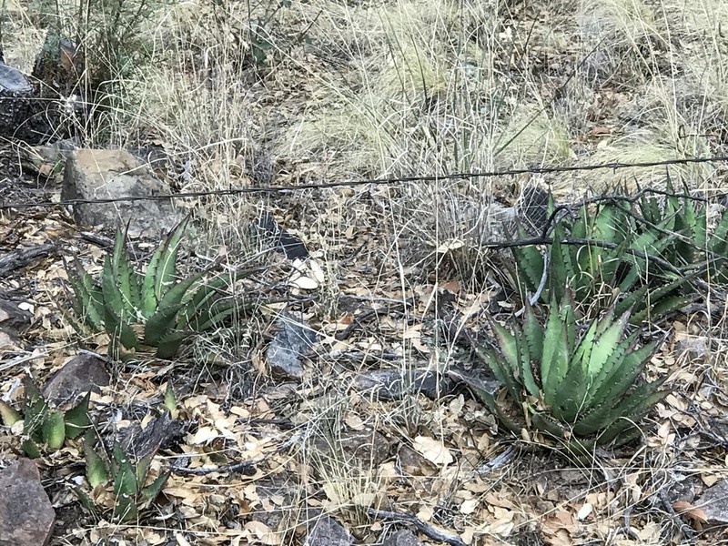 Agave shrevei photo 3