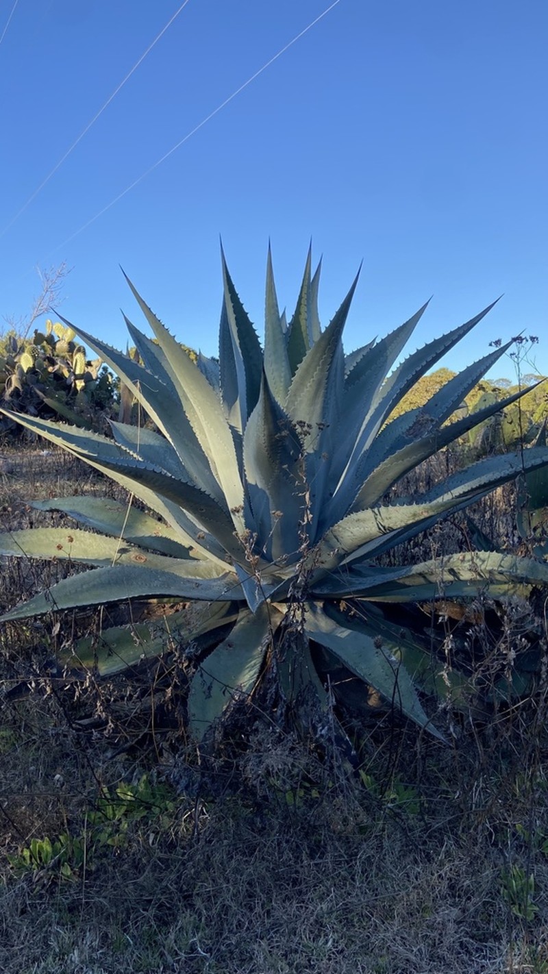 Agave shrevei photo 4