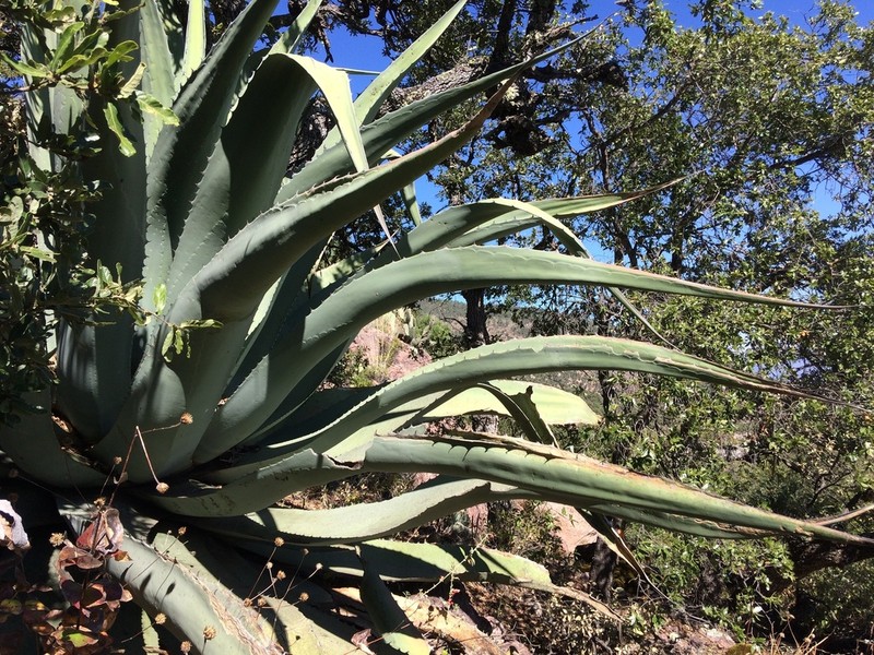 Agave shrevei photo 5
