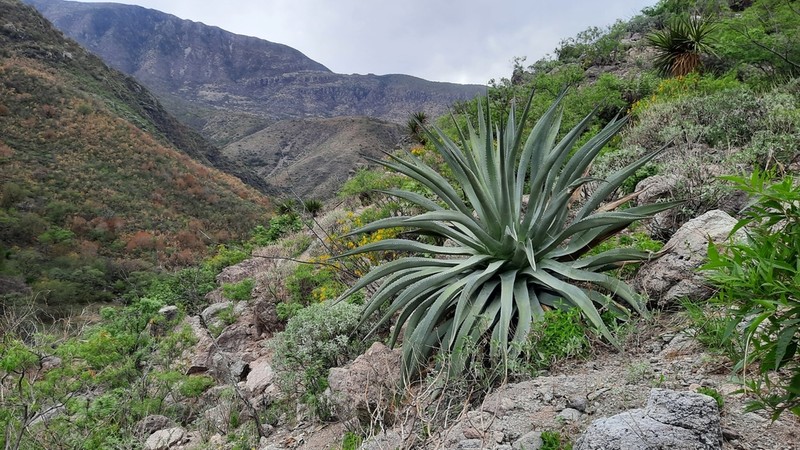 Agave shrevei photo 6