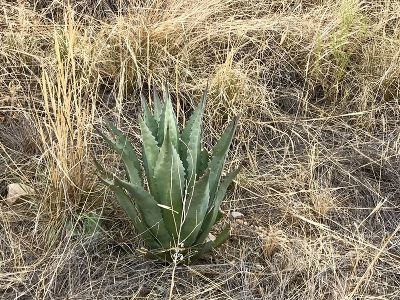 Agave shrevei photo 7